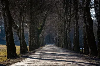 林荫大道，林荫大道，树木，桦树，冬季，寒冷，树木，方向