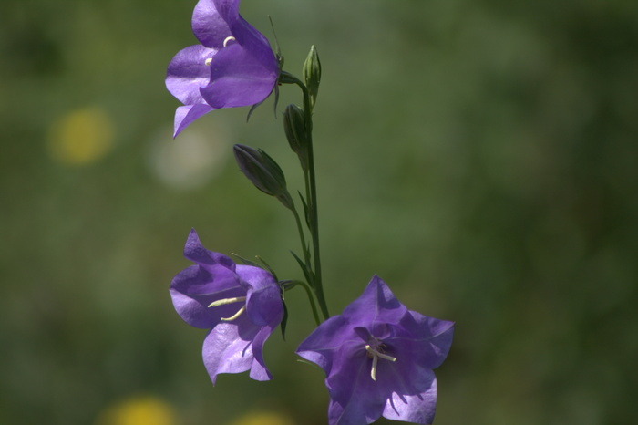 bellflower，flower，紫色，夏季，自然，bloom，akelei，植物