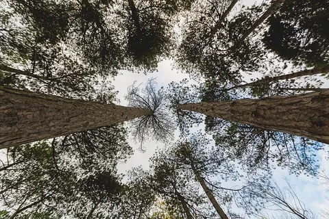 透过松树仰望照片 透过松树仰望照片