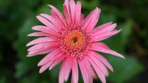 粉红色, 花瓣, 模糊, 湿, 水, 下降, 雨滴, 自然 粉红色, 花瓣, 模糊, 湿, 水, 下降, 雨滴, 自然