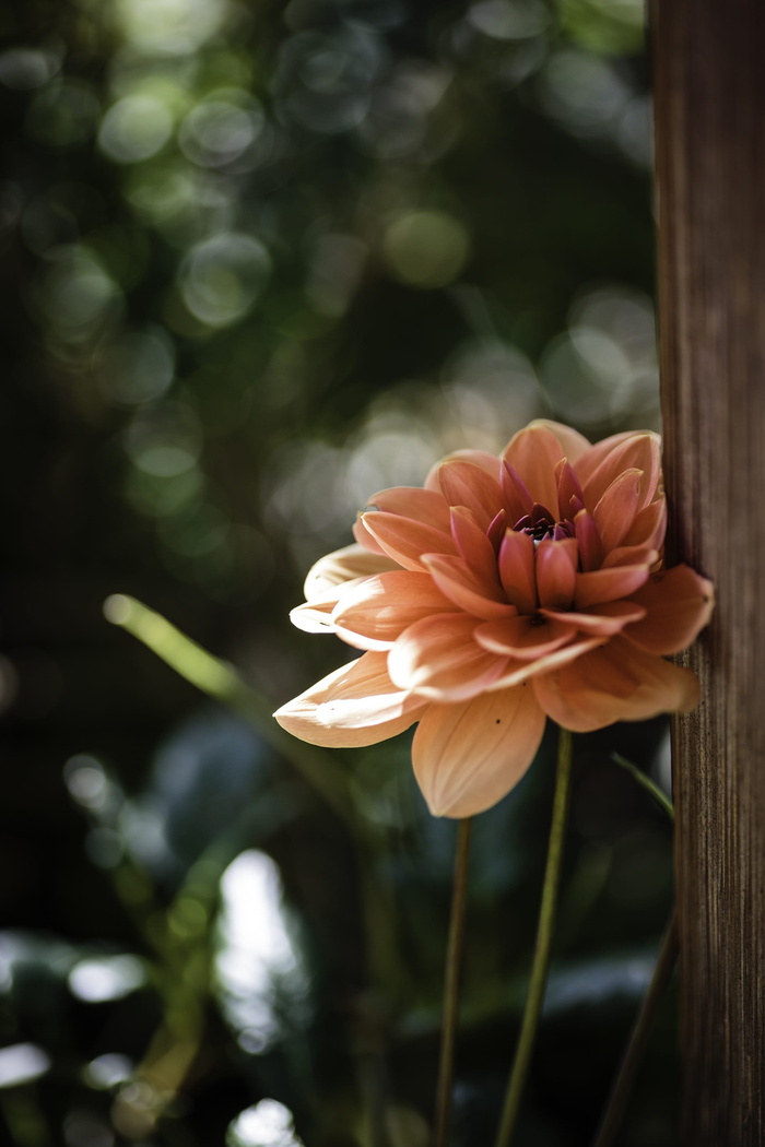 花卉，苏黎世，花园，开花植物，植物，自然之美，脆弱性，脆弱性