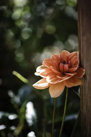 花卉，苏黎世，花园，开花植物，植物，自然之美，脆弱性，脆弱性