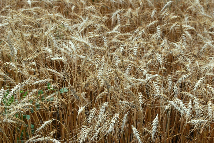 植物、食品、农产品、蔬菜、谷物、小麦、田地、植被