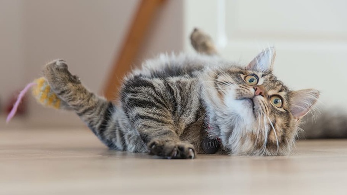 棕色，斑猫，猫，躺着，地板，动物，小猫，可爱