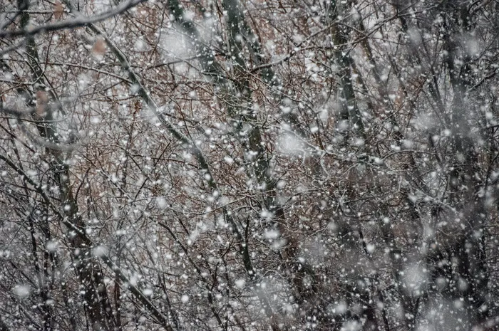 被雪覆盖的树木