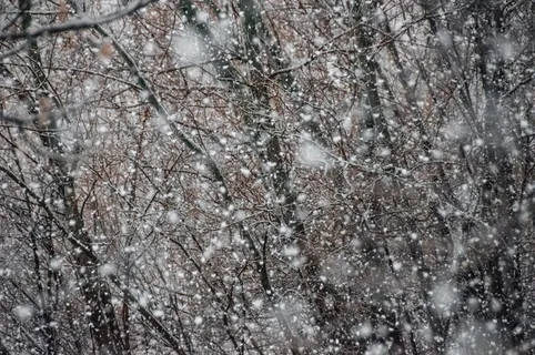 被雪覆盖的树木 被雪覆盖的树木