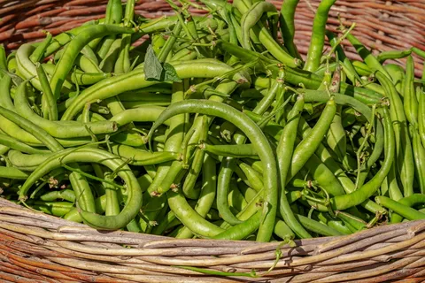 豆类、蔬菜、篮子、收获、灌木豆类、绿色、新鲜、健康 豆类、蔬菜、篮子、收获、灌木豆类、绿色、新鲜、健康