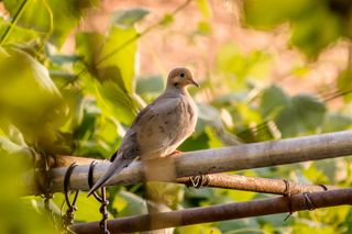 美国，马尔登，波基，内容，和平，和平鸽，平静，安静