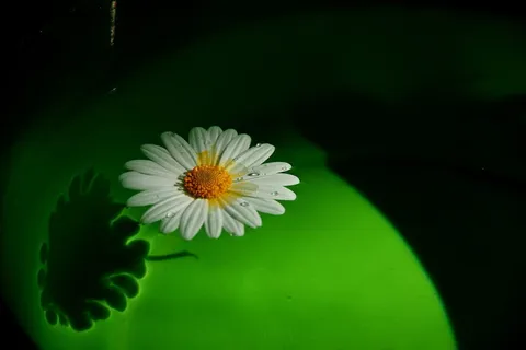 花,漂流,水上,开花植物,植物,脆弱性,新鲜度 花,漂流,水上,开花植物,植物,脆弱性,新鲜度