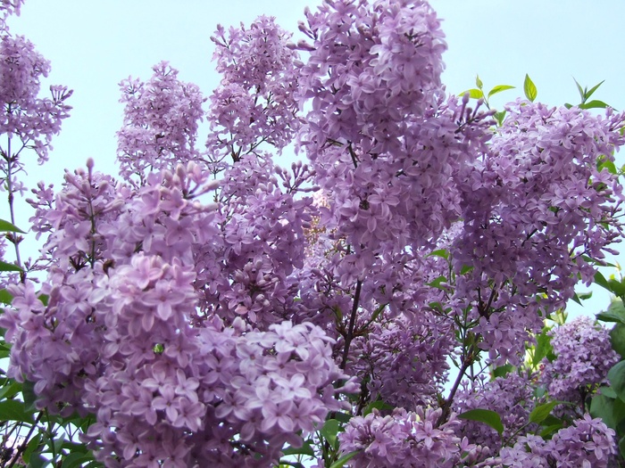 丁香，紫色，花朵，春天，花朵，开花植物，植物，生长