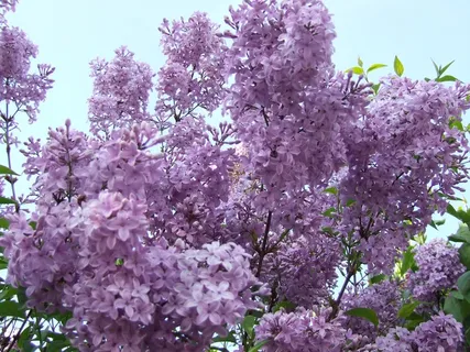 丁香,紫色,花朵,春天,花朵,开花植物,植物,生长 丁香,紫色,花朵,春天,花朵,开花植物,植物,生长