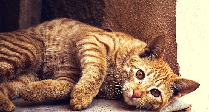 动物，宠物，小猫，猫，CC0，小猫，小猫，猫