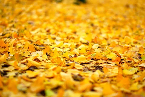 叶子, 秋天, 自然, 植物, 木头, 黄色, 银杏树, 景观