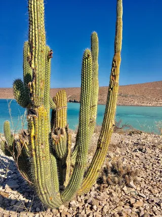 海洋，仙人掌，海滩，海洋，海岸，自然，海岸景观，沙漠