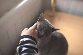 温暖、灰色、划痕、柔软、日光、光线、可爱、猫