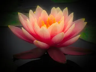 开花植物，花，自然之美，花头，花瓣，脆弱，花序，新鲜度