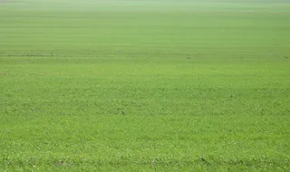 绿草田，田地，绿地，草甸，乡村，牧场，农业，平原