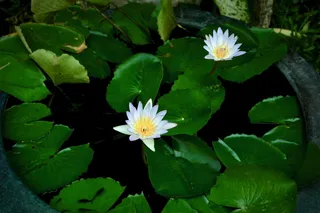 白睡莲花，花，开花植物，植物，新鲜度，叶子，植物部分，自然美