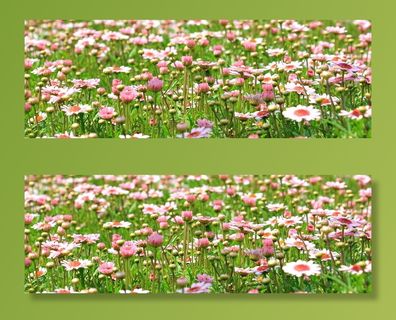 白色，粉色，雏菊花，花草地，野花，草地，春天，绿色