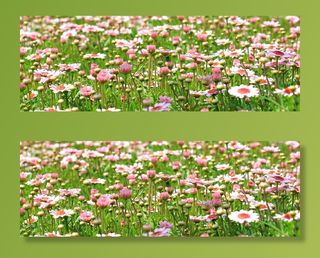 白色，粉色，雏菊花，花草地，野花，草地，春天，绿色