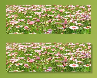 白色，粉色，雏菊花，花草地，野花，草地，春天，绿色