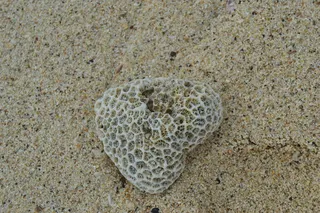 泰国，珊瑚，沙子，水生物，海滩，陆地，贝壳，特写