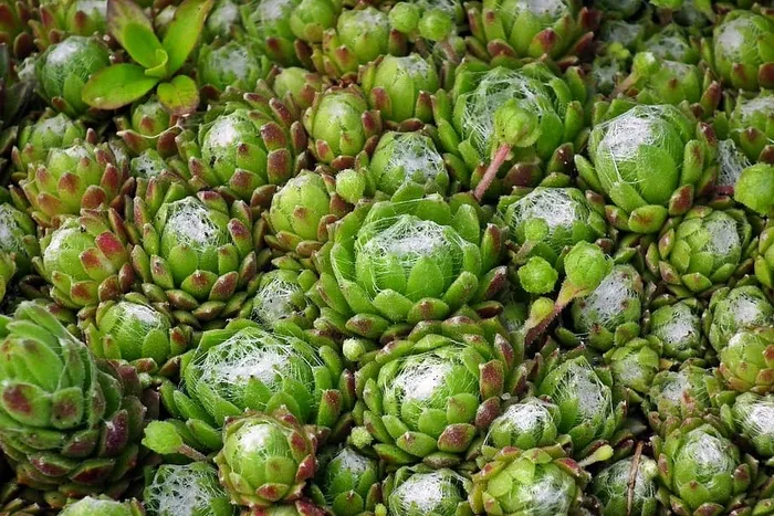 rojnik、植物、春天、自然、假山、绿色、健康饮食、食品和饮料