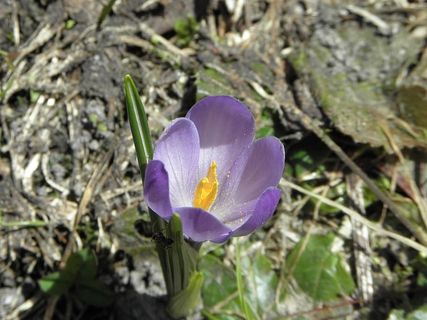 自然，花，植物，叶，开花植物，新鲜，花瓣，自然之美