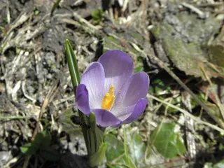 自然，花，植物，叶，开花植物，新鲜，花瓣，自然之美