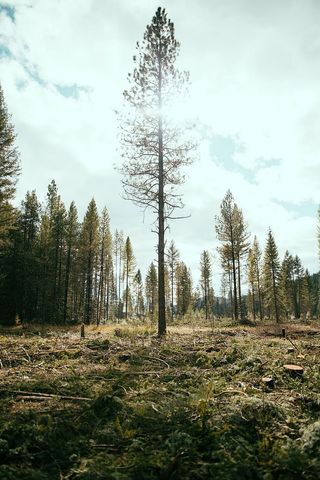 森林，白色，天空，绿色，树，地段，白天，草