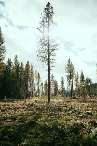森林，白色，天空，绿色，树，地段，白天，草