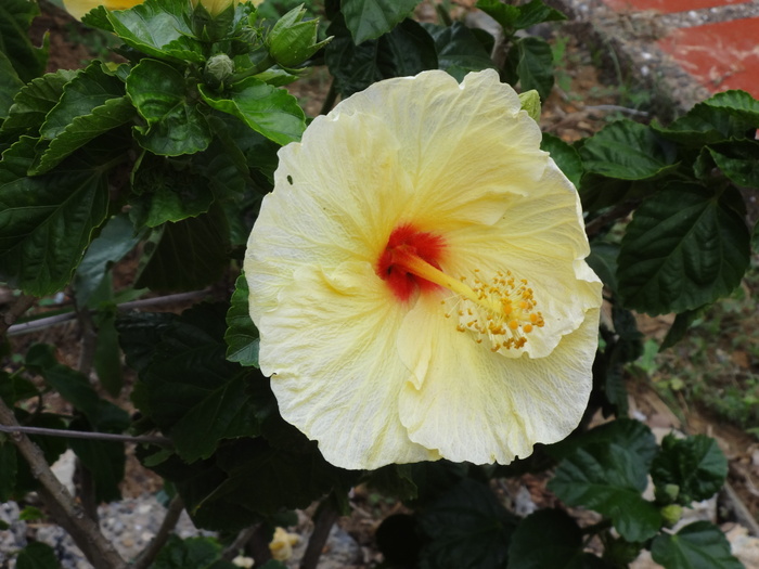 芙蓉，捕获，家，田地，田地，黄色花瓣，花，花瓣