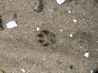 新西兰，rowallan，帕帕托塔拉海岸路988号，脚印，陆地，高视角，无人，自然