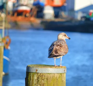 海鸥、港口、水、比苏姆、系船柱、鸟、动物、动物主题
