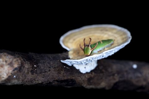 蘑菇上绿色毛虫的选择性聚焦摄影