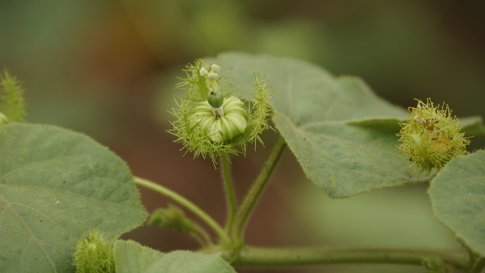 kathokrok，剥去早草，3只大象，3只大象草，3只kathokrok森林，大球虫番石榴，野生红毛丹