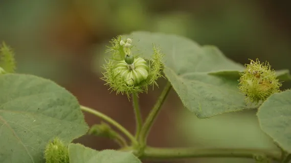 kathokrok，剥去早草，3只大象，3只大象草，3只kathokrok森林，大球虫番石榴，野生红毛丹