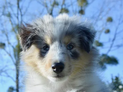 狗,小狗,小狗,狗肖像,雌性设得兰牧羊犬,蓝眼睛,哺乳动物,狗 狗,小狗,小狗,狗肖像,雌性设得兰牧羊犬,蓝眼睛,哺乳动物,狗