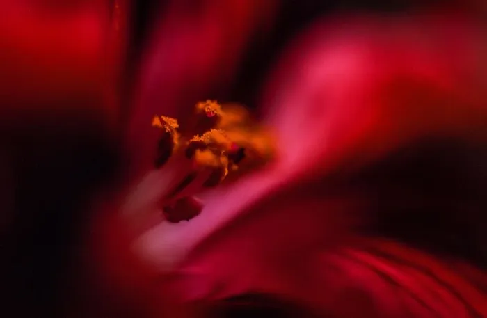 花蕊特写