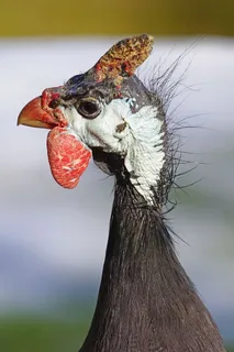 珍珠鸡，肖像，物种，陆生脊椎动物，鸟类，动物，动物，一种动物