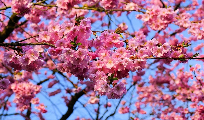 樱花，花朵，白天，樱花，日本樱花，气味，花朵，花朵