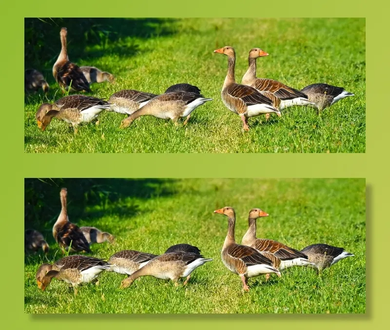 牛群、天鹅、绿色、草地、鹅、水鸟、水禽、鸟
