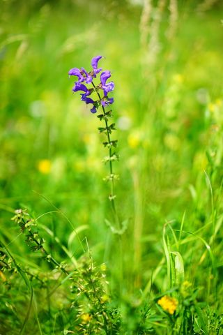 野生鼠尾草，花，花，花，紫罗兰，紫色，鼠尾草，鼠尾草