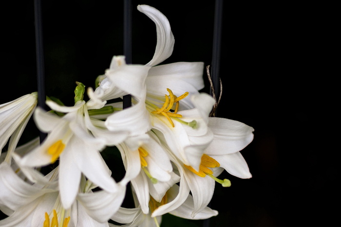 百合，花，开花，开花，自然，百合，花，花园，白色