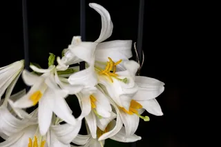 百合，花，开花，开花，自然，百合，花，花园，白色