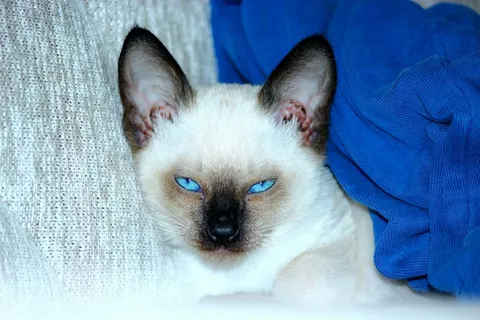 暹罗猫,蓝眼睛,怒容,长耳,家猫,宠物,哺乳动物,一种动物 暹罗猫,蓝眼睛,怒容,长耳,家猫,宠物,哺乳动物,一种动物
