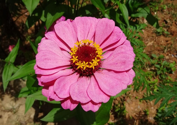 百日草，花朵，粉色，植物，植物，花园，花朵，自然