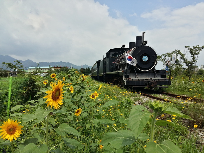 大韩民国，大韩民国，蒸汽机车，火车，铁路，运输，向日葵