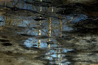 水池，倒影，镜子，桦树，植物，树，水，没有人