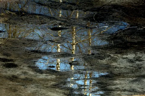 水池,倒影,镜子,桦树,植物,树,水,没有人 水池,倒影,镜子,桦树,植物,树,水,没有人